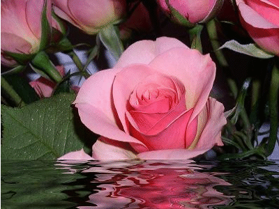 ODBITE W WODZIE - wod róze rózowe1.gif